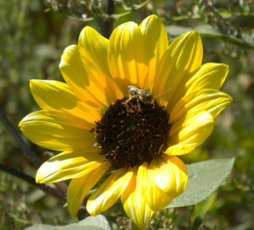 compas-plant-with-bee