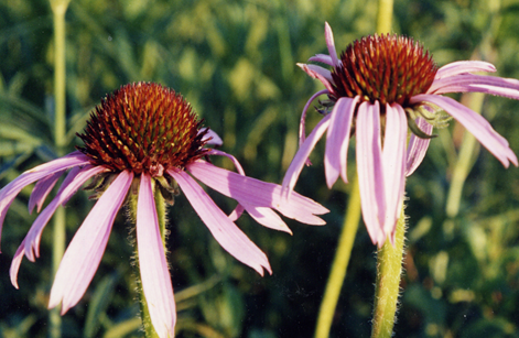 cone-flower