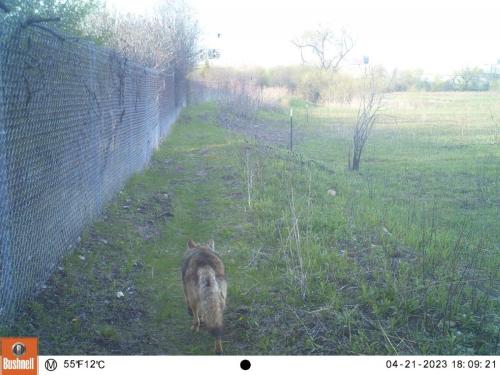 coyote-monitoring-project-spring-2023
