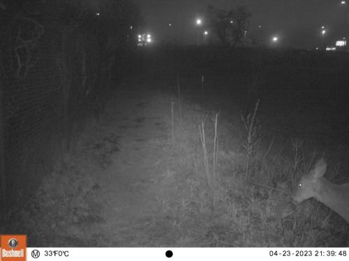 deer-at-night-monitoring-project-spring-2023