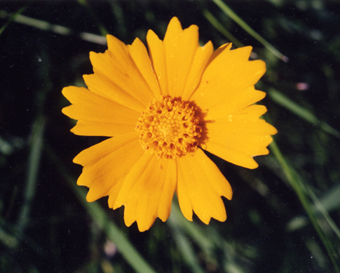 yellow-flower